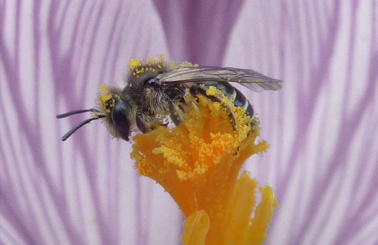Pollinating bee