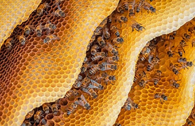 Veganuary imagery of bees and beeswax.