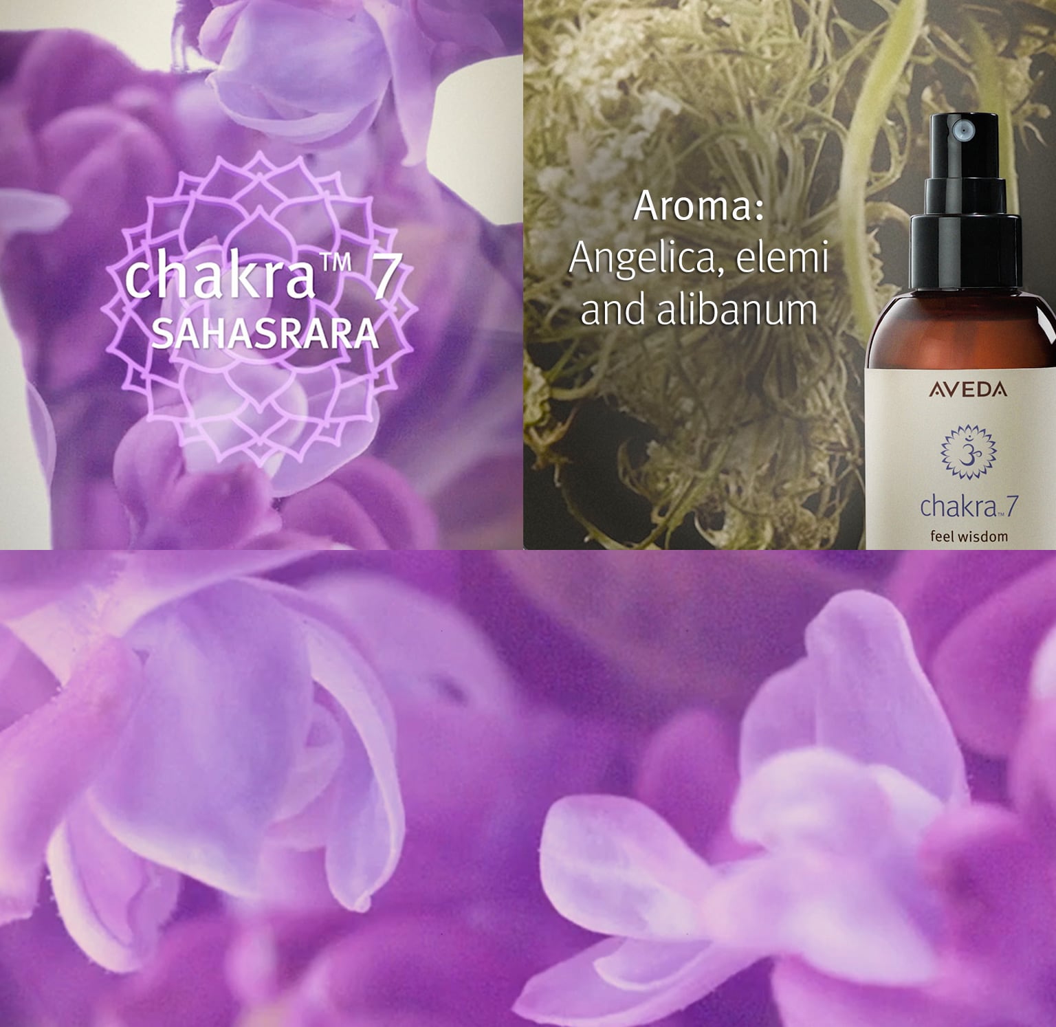 Chakra 7 aroma includes angelica, elemi and olibanum