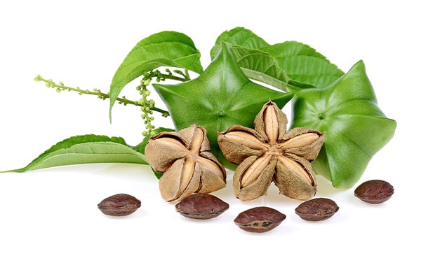 Learn more about sacha inchi oil