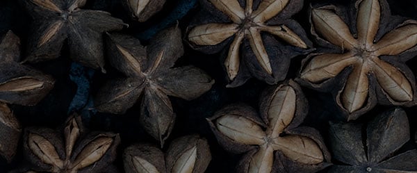 Learn more about sacha inchi oil