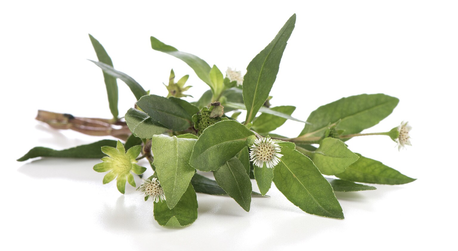 Learn more about Eclipta Prostrata Leaf Extract