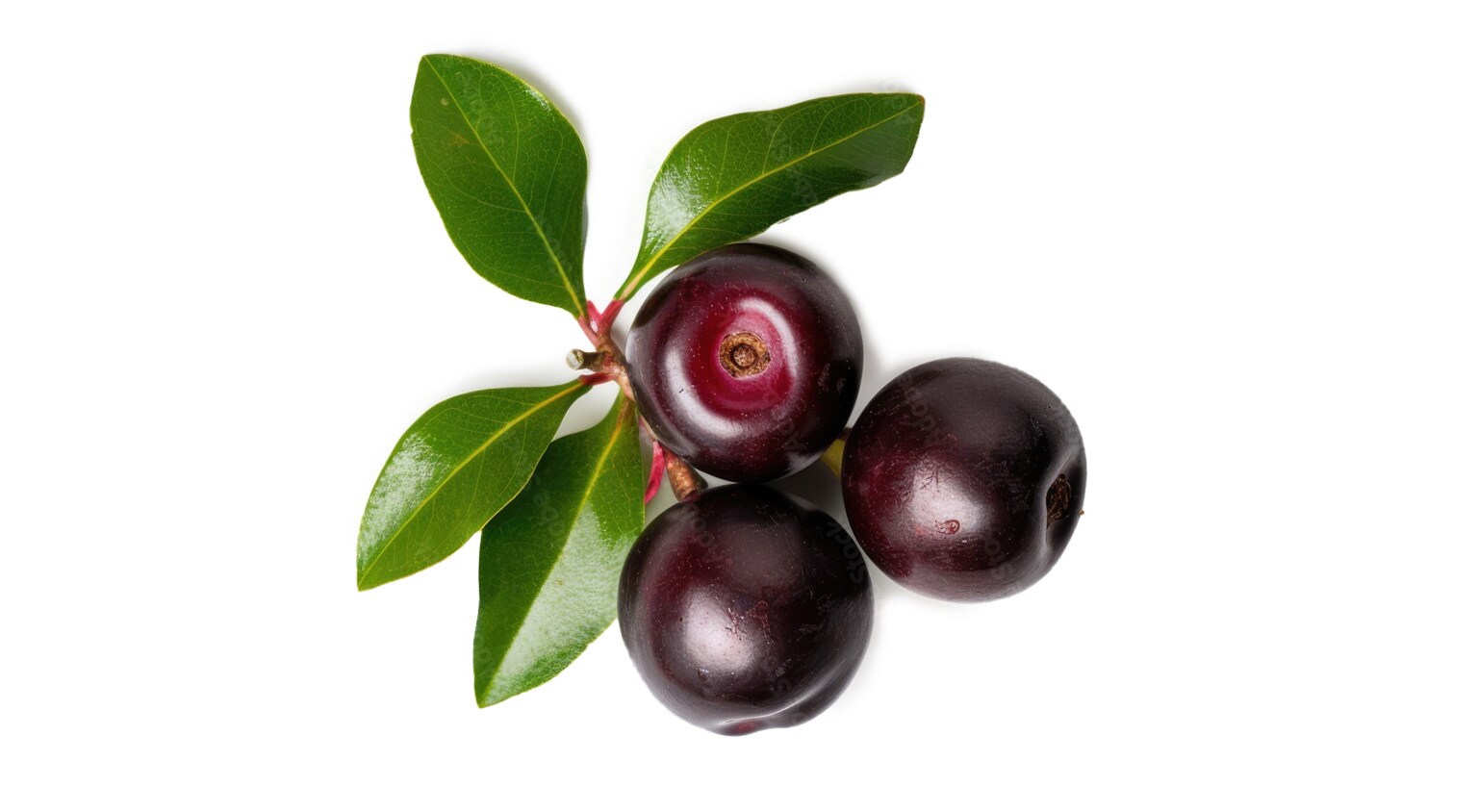 Learn more about kokum seed butter