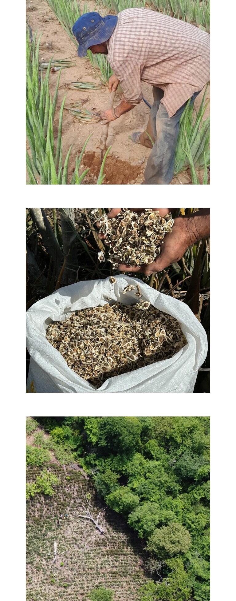 Learn more about moringa oil