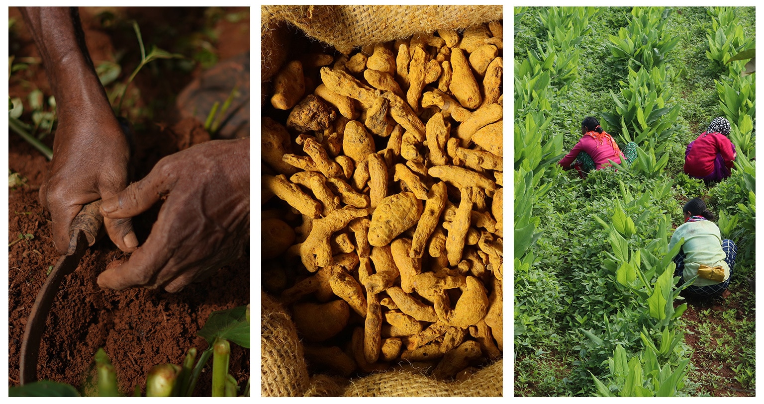 Learn more about turmeric root extract